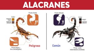 73793-que-se-debe-hacer-ante-la-picadura-de-un-alacran