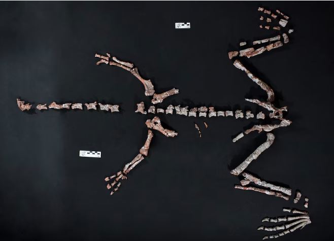 dino